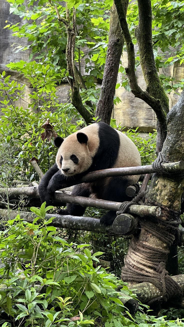 panda